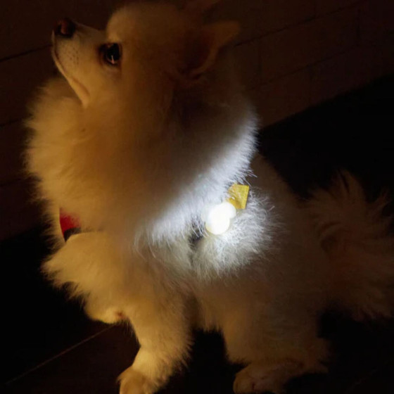 Lumière de collier chien